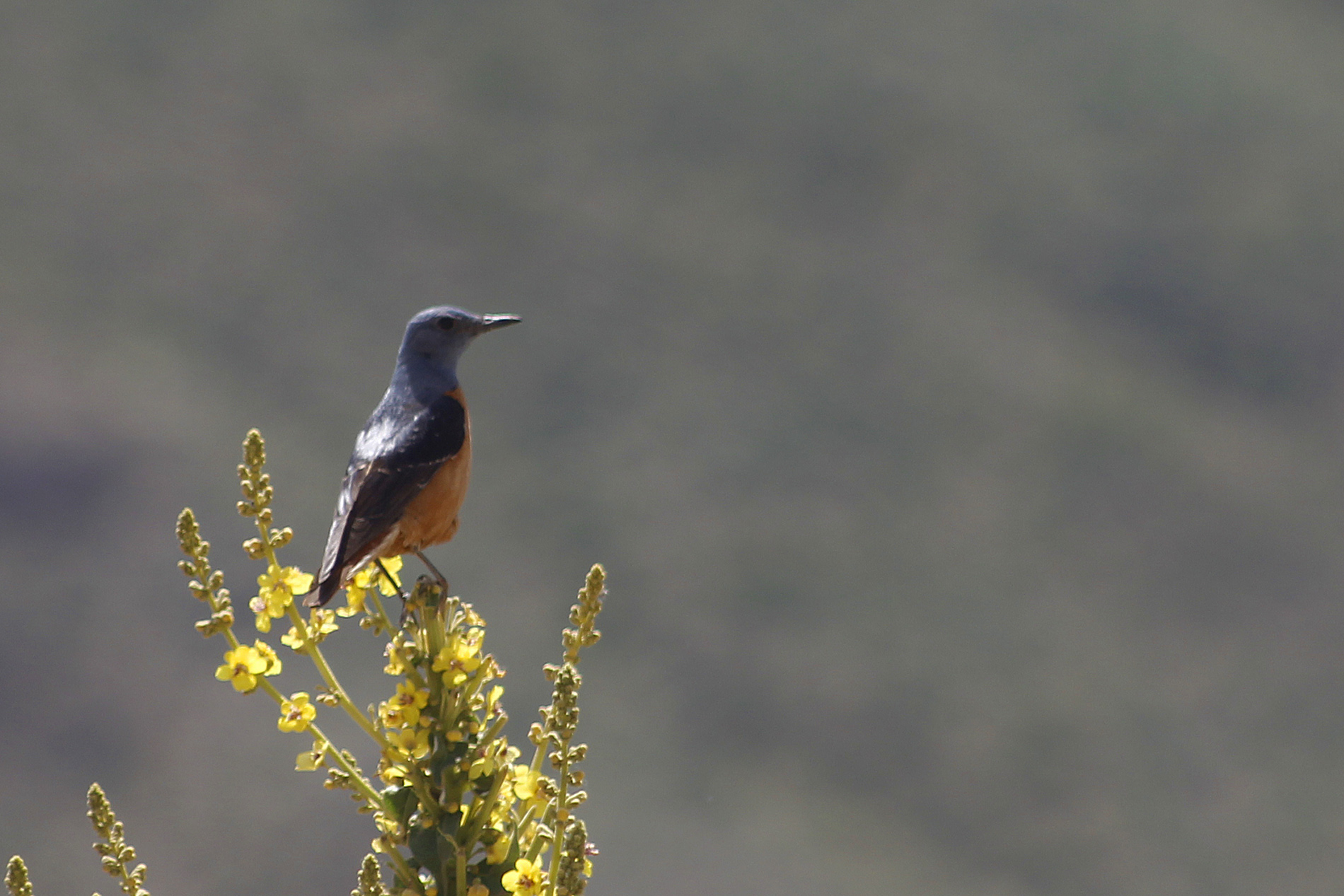 Rufous-tailed Rock-Thrush